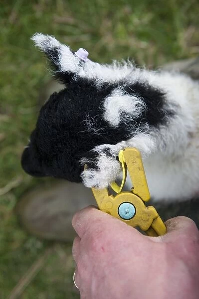 Sheep farming, shepherd tagging ear of young lamb with electronic tag (EID), England, May