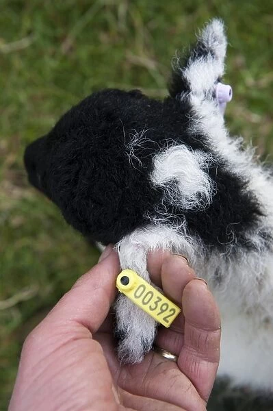 Sheep farming, shepherd tagging ear of young lamb with electronic tag (EID), showing individual number, England, May