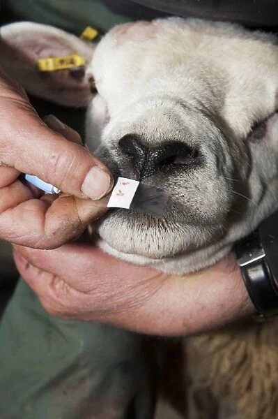 Sheep farming, shepherd using sterile single use pin on Texel ram nose to extract blood for Scrapie genotype testing