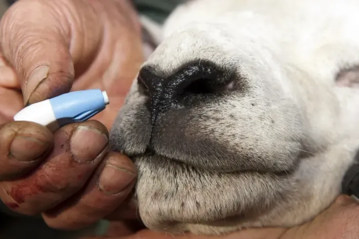 Framed Print : Sheep farming, shepherd using sterile single use pin on Texel ram nose to extract blood for Scrapie genotype testing Framed Print : Sheep farming, shepherd using sterile single use pin on Texel ram nose to extract blood for Scrapie genotype testing