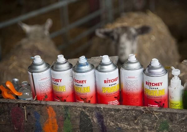 Sheep farming, spray stock markers in trough, with Texel cross mule ewes in lambing shed, Welshpool, Powys, Wales