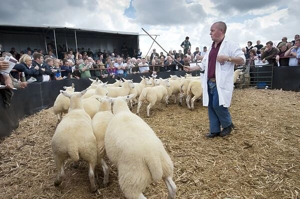 Sheep farming, stockman and breeding ewes in auction ring, Thame Sheep Fair, Oxfordshire, England, August