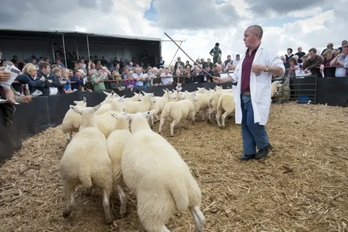 Framed Print : Sheep farming, stockman and breeding ewes in auction ring, Thame Sheep Fair, Oxfordshire, England, August Framed Print : Sheep farming, stockman and breeding ewes in auction ring, Thame Sheep Fair, Oxfordshire, England, August