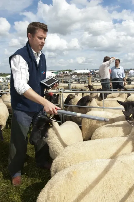 Framed Print : Sheep farming, stockman checking sheep with electronic identification device at sale, Thame Sheep Fair, Oxfordshire Framed Print : Sheep farming, stockman checking sheep with electronic identification device at sale, Thame Sheep Fair, Oxfordshire