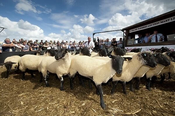 Sheep farming, Suffolk crossbred breeding ewes in auction ring at sale, Thame Sheep Fair, Oxfordshire, England, August