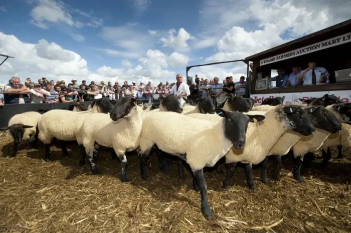 Framed Print : Sheep farming, Suffolk crossbred breeding ewes in auction ring at sale, Thame Sheep Fair, Oxfordshire, England, August Framed Print : Sheep farming, Suffolk crossbred breeding ewes in auction ring at sale, Thame Sheep Fair, Oxfordshire, England, August