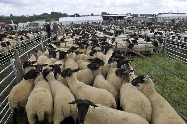 Sheep farming, Suffolk crossbred ewes in pens, waiting to be sold at sale, Thame Sheep Fair, Oxfordshire, England
