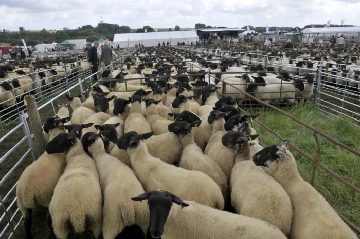 Framed Print : Sheep farming, Suffolk crossbred ewes in pens, waiting to be sold at sale, Thame Sheep Fair, Oxfordshire, England Framed Print : Sheep farming, Suffolk crossbred ewes in pens, waiting to be sold at sale, Thame Sheep Fair, Oxfordshire, England