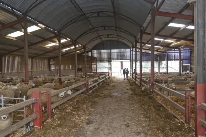 Framed Print : Sheep farming, Texel cross mule ewes, flock in lambing shed, Welshpool, Powys, Wales, february Framed Print : Sheep farming, Texel cross mule ewes, flock in lambing shed, Welshpool, Powys, Wales, february