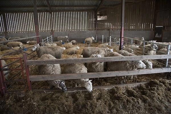Sheep farming, Texel cross mule ewes, flock in lambing shed, Welshpool, Powys, Wales, february