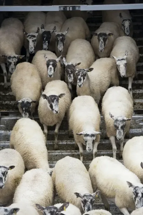 Framed Print : Sheep farming, unloading mule sheep from livestock trailer at sale, Thame Sheep Fair, Oxfordshire, England, August Framed Print : Sheep farming, unloading mule sheep from livestock trailer at sale, Thame Sheep Fair, Oxfordshire, England, August