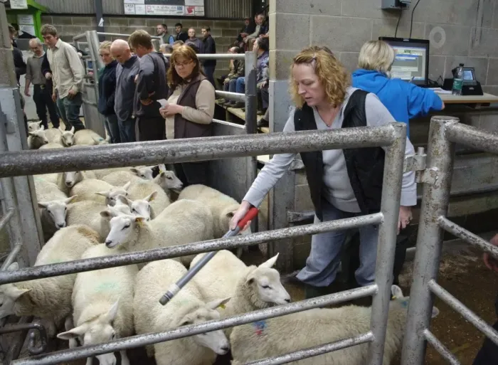 Framed Print : Sheep farming, woman reading electronic ear tags in sheep flock at market, Holmfirth Livestock Market, Yorkshire Framed Print : Sheep farming, woman reading electronic ear tags in sheep flock at market, Holmfirth Livestock Market, Yorkshire