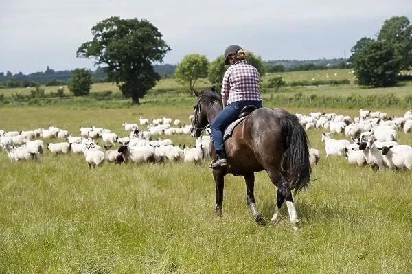 Sheep farming, woman shepherding sheep on horseback, mustering flock in lowland pasture, England, July