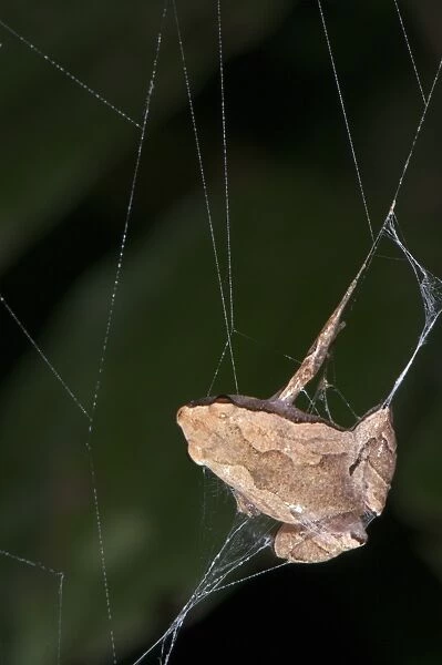 Sheep Frog (Hamptophryne boliviana) adult, caught in Orb-weaver Spider (Araneidae sp. ) web