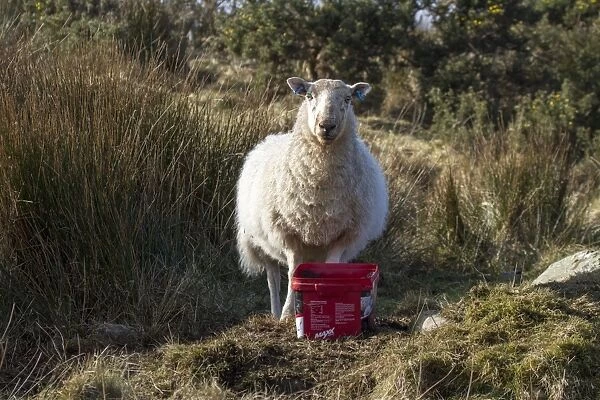 Sheep with mineral feed