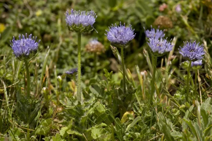 Framed Print : Sheep s-bit Scabious (Jasione montana) flowering, growing in coastal turf, The Lizard, Cornwall, England, may Framed Print : Sheep s-bit Scabious (Jasione montana) flowering, growing in coastal turf, The Lizard, Cornwall, England, may