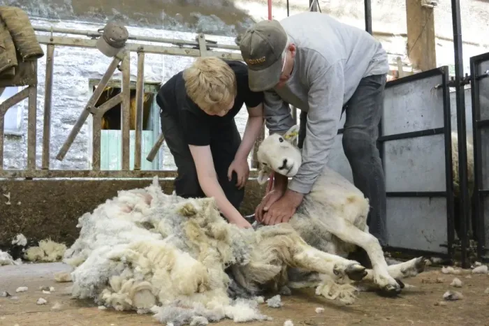 Framed Print : Sheep shearing, boy being taught to shear sheep by grandfather, Cumbria, England, July Framed Print : Sheep shearing, boy being taught to shear sheep by grandfather, Cumbria, England, July