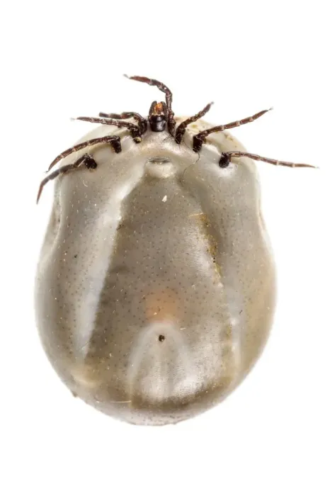 Framed Print : Sheep Tick (Ixodes ricinus) adult, full of ingested blood Framed Print : Sheep Tick (Ixodes ricinus) adult, full of ingested blood