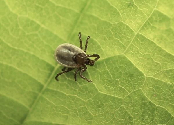 Sheep Tick (Ixodes ricinus) nymph, resting on leaf, Sussex, England, June