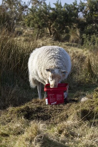 Sheep using mineral feed