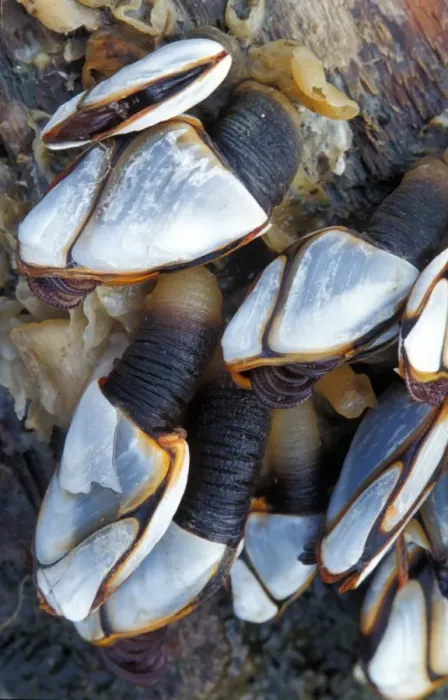 Framed Print : Shell - Barnacle Goose or Ship's Barnacles (Lepas anatifera) Oregon State, USA