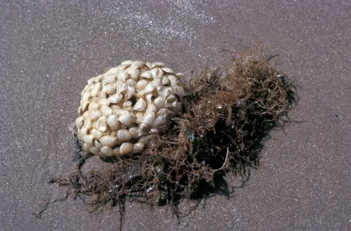 Framed Print : Shell Common whelk (Buccinus undatum) washing up on a sandy shore Penrhyn Bay N Wales
