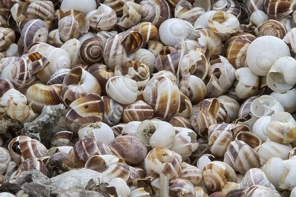 Shells of Helix lucorum is a species of large, edible, air-breathing land snail or escargot