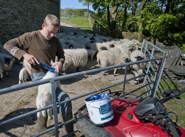 Framed Print : Shepherd marking Lonk lambs with marking fluid, Dinkling Green Farm, Whitewell, Lancashire, England, may Framed Print : Shepherd marking Lonk lambs with marking fluid, Dinkling Green Farm, Whitewell, Lancashire, England, may