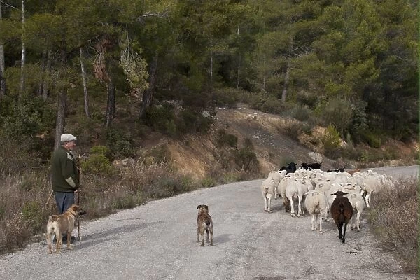 Shepherd with sheepdog, herding mixed flock of sheep and goats on road, Sierra de Segura Mountains, Yeste