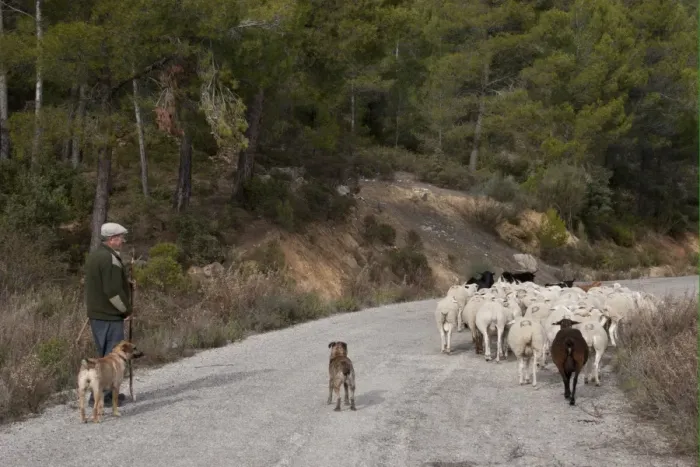 Framed Print : Shepherd with sheepdog, herding mixed flock of sheep and goats on road, Sierra de Segura Mountains, Yeste Framed Print : Shepherd with sheepdog, herding mixed flock of sheep and goats on road, Sierra de Segura Mountains, Yeste
