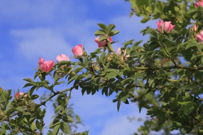 Framed Print : Sherards Downy Rose (Rosa sherardii) flowering, growing in hedge, Powys, Wales, june