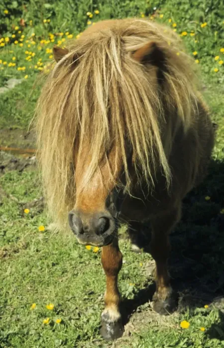 Framed Print : Shetland Pony, adult, close-up of head, England Framed Print : Shetland Pony, adult, close-up of head, England
