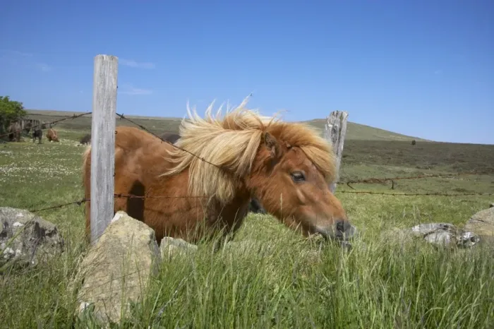 Framed Print : Shetland Pony, adult, grazing, leaning over barbed wire fence to feed, Unst, Shetland Islands, Scotland