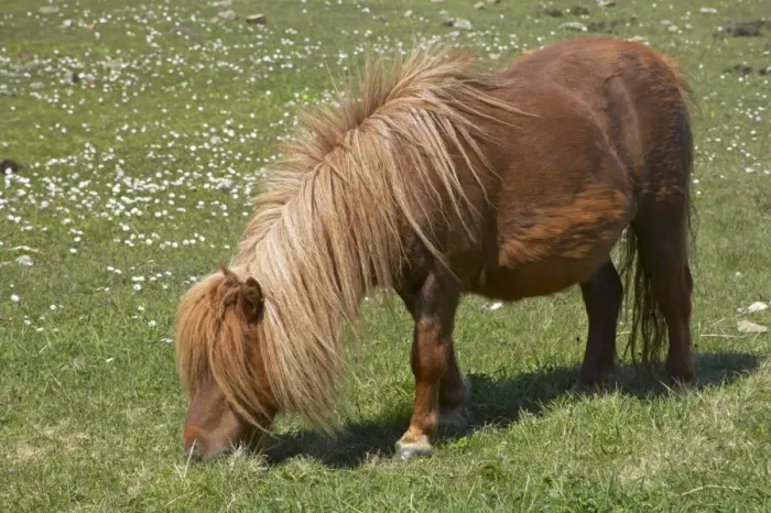 Framed Print : Shetland Pony, adult, grazing in pasture, Unst, Shetland Islands, Scotland Framed Print : Shetland Pony, adult, grazing in pasture, Unst, Shetland Islands, Scotland