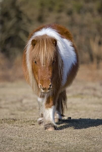 Shetland Pony, adult, walking, New Forest, Hampshire, England, winter