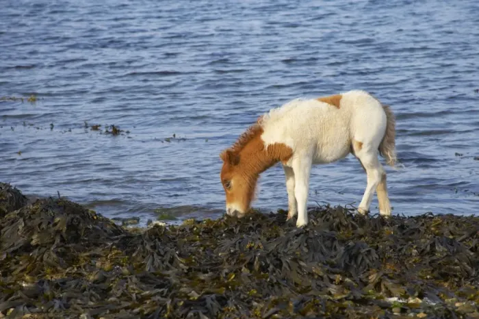Framed Print : Shetland Pony, foal, feeding on seaweed at shoreline, Unst, Shetland Islands, Scotland