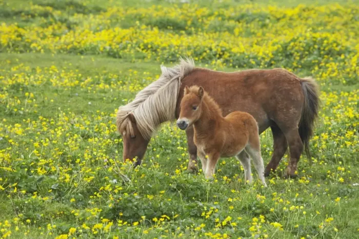 Framed Print : Shetland Pony, mare and foal, grazing amongst Marsh Marigold (Caltha palustris) flowers, Mainland, Shetland Islands, Scotland
