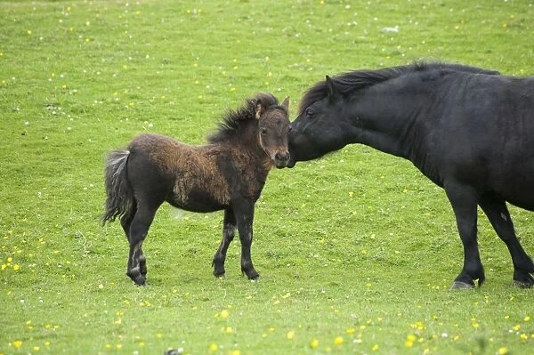 Shetland Pony, mare and foal, interacting in pasture, Tebay, Cumbria, England, july