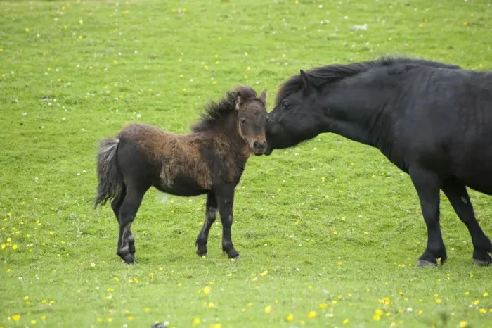 Framed Print : Shetland Pony, mare and foal, interacting in pasture, Tebay, Cumbria, England, july Framed Print : Shetland Pony, mare and foal, interacting in pasture, Tebay, Cumbria, England, july