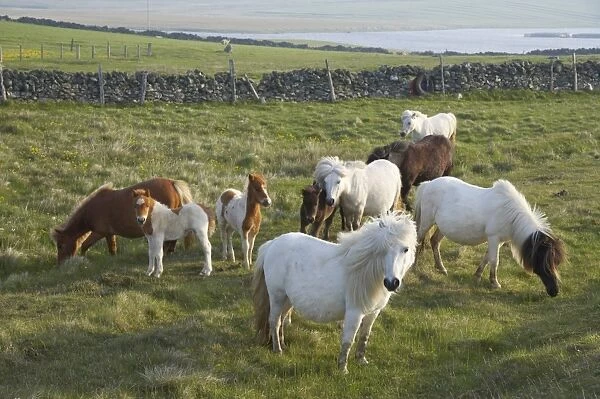 Shetland Pony, mares and foals, herd grazing in pasture, Unst, Shetland Islands, Scotland