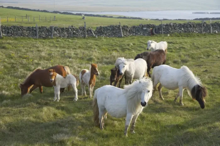 Framed Print : Shetland Pony, mares and foals, herd grazing in pasture, Unst, Shetland Islands, Scotland Framed Print : Shetland Pony, mares and foals, herd grazing in pasture, Unst, Shetland Islands, Scotland