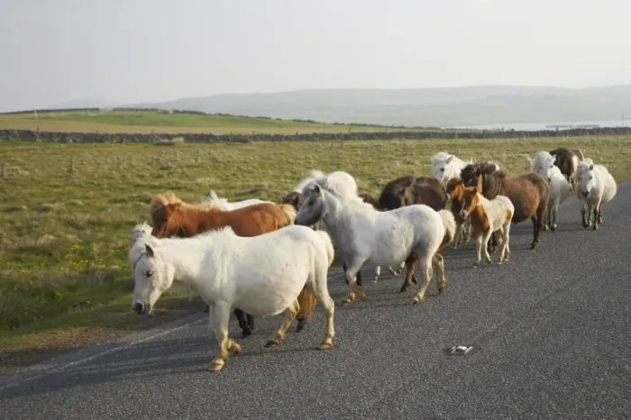Framed Print : Shetland Pony, mares and foals, herd walking along road, Unst, Shetland Islands, Scotland Framed Print : Shetland Pony, mares and foals, herd walking along road, Unst, Shetland Islands, Scotland