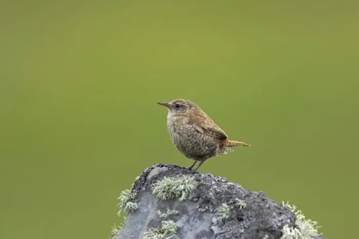 Framed Print : Shetland Wren (Troglodytes troglodytes zetlandicus) adult, perched on lichen covered rock, Mousa Island Framed Print : Shetland Wren (Troglodytes troglodytes zetlandicus) adult, perched on lichen covered rock, Mousa Island