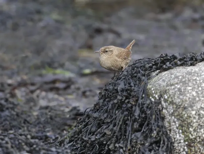 Framed Print : Shetland Wren (Troglodytes troglodytes zetlandicus) adult, perched on seaweed covered rock on foreshore, West Mainland Framed Print : Shetland Wren (Troglodytes troglodytes zetlandicus) adult, perched on seaweed covered rock on foreshore, West Mainland