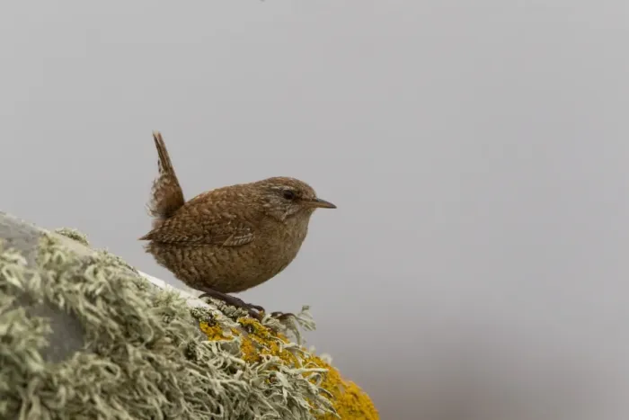 Framed Print : Shetland Wren (Troglodytes troglodytes zetlandicus) adult, perched on lichen covered rock, Mousa, Shetland Islands Framed Print : Shetland Wren (Troglodytes troglodytes zetlandicus) adult, perched on lichen covered rock, Mousa, Shetland Islands