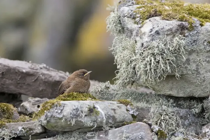 Framed Print : Shetland Wren (Troglodytes troglodytes zetlandicus) fledgling, standing on drystone wall, Shetland Islands, Scotland Framed Print : Shetland Wren (Troglodytes troglodytes zetlandicus) fledgling, standing on drystone wall, Shetland Islands, Scotland