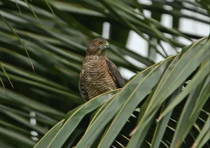 Framed Print : Shikra (Accipiter badius badius) adult female, perched on palm frond, Sri Lanka, december Framed Print : Shikra (Accipiter badius badius) adult female, perched on palm frond, Sri Lanka, december