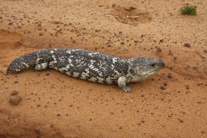 Framed Print : Shingleback Skink (Tiliqua rugosa) adult, basking at road verge, Kalbarri N. P. Western Australia, Australia Framed Print : Shingleback Skink (Tiliqua rugosa) adult, basking at road verge, Kalbarri N. P. Western Australia, Australia