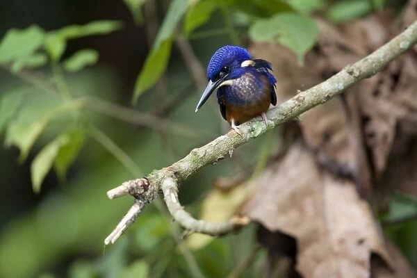 Shining Blue Kingfisher (Alcedo quadribrachys) adult, perched on twig, Bigodi Wetland Sanctuary, Uganda