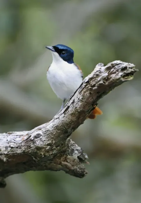 Framed Print : Shining Flycatcher (Myiagra alecto) adult female, perched on log, Daintree River, Daintree N. P Framed Print : Shining Flycatcher (Myiagra alecto) adult female, perched on log, Daintree River, Daintree N. P